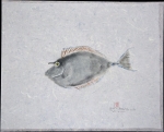Blue-spined Unicornfish