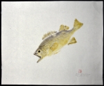 Yellowtail Rockfish (on chiri paper)