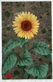 Sunflower No. 1 - sold