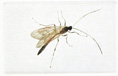 Bittacus (Hangingfly)
